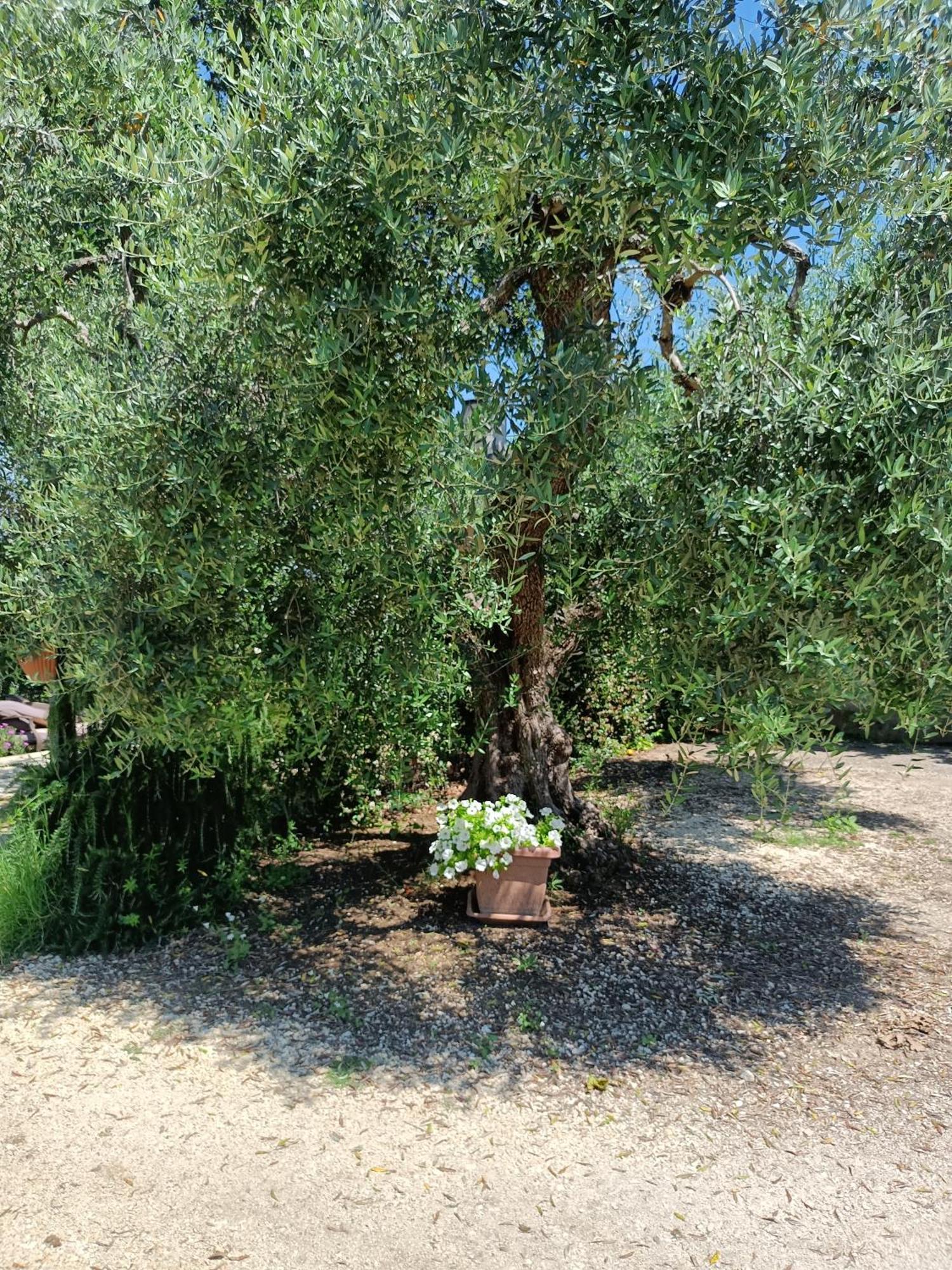 Appartement Colle Perazzoni à Fiano Romano Extérieur photo